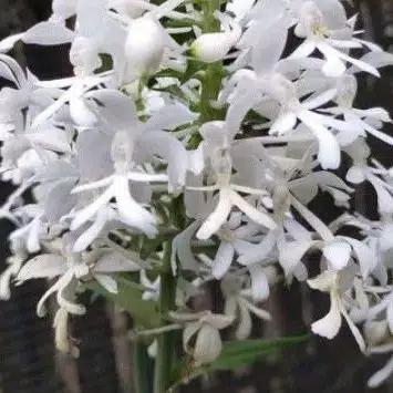 anggrek tanah calanthe triplicata / calanthe putih