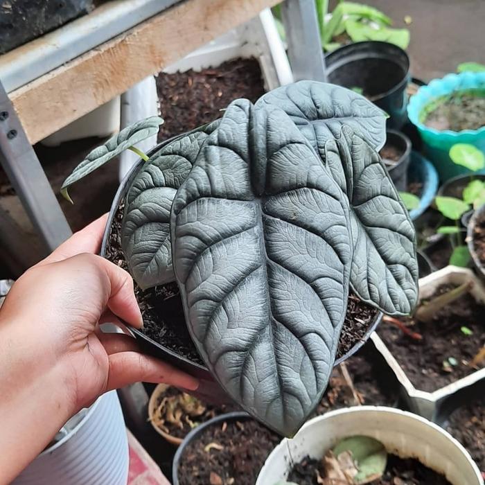 Alocasia Dragon Silver Alokasia Dragonscale Silver