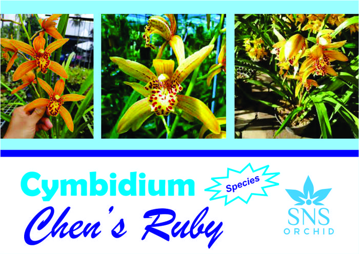 Anggrek Cymbidium Chen's Ruby Dewasa Cimbidium Chenrubi Cens Rubi Cen