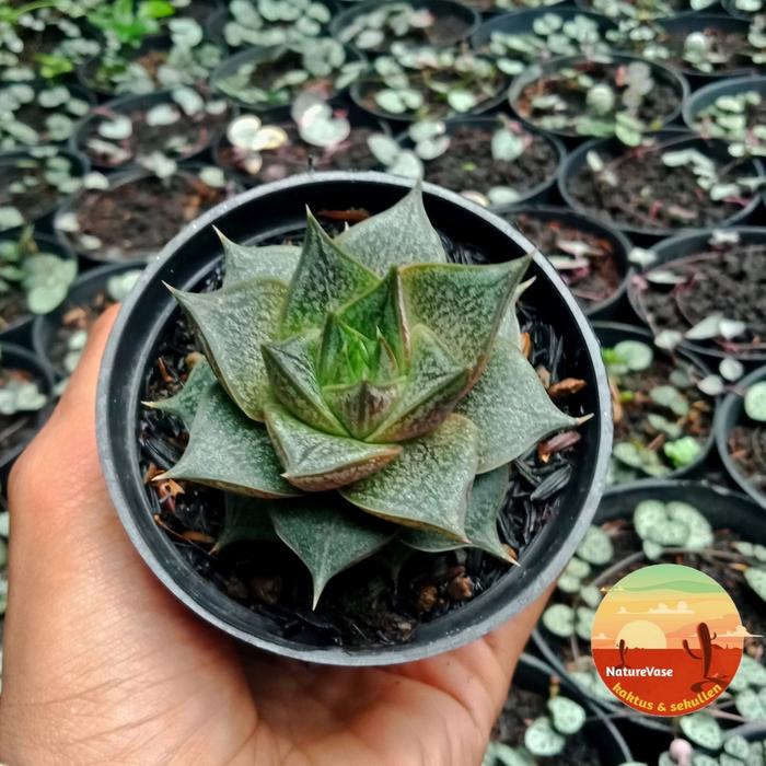 KAKTUS SKULEN purpusorum batik