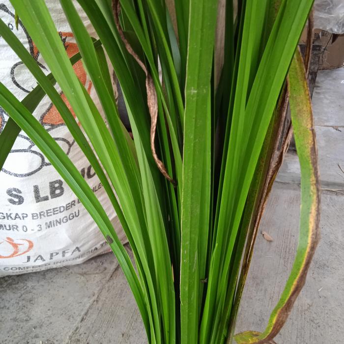 daun dlingo bangle segar fresh baru dipetik