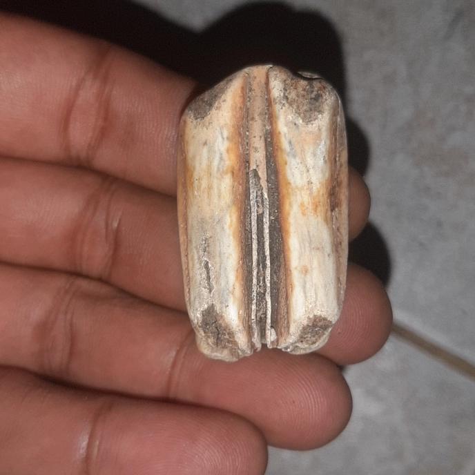 batu warak langka kuno