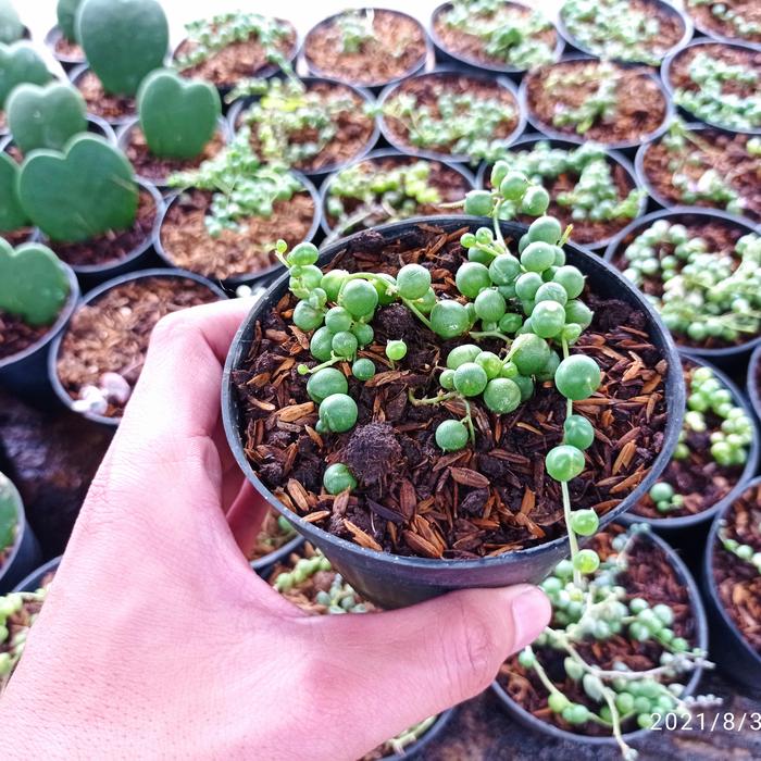 Kaktus Skulen Tasbih String of Pearl