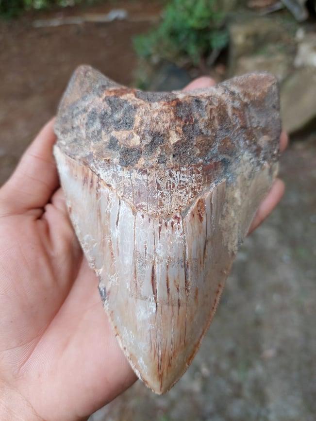 Hiasan Koleksi Antik Fosil Gigi Hiu Megalodon