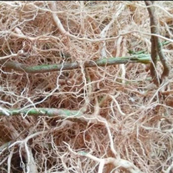 herbal akar anting anting obat tradisional obat herbal