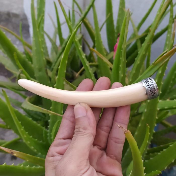 PIPA once iga duyung Ring Alpaca