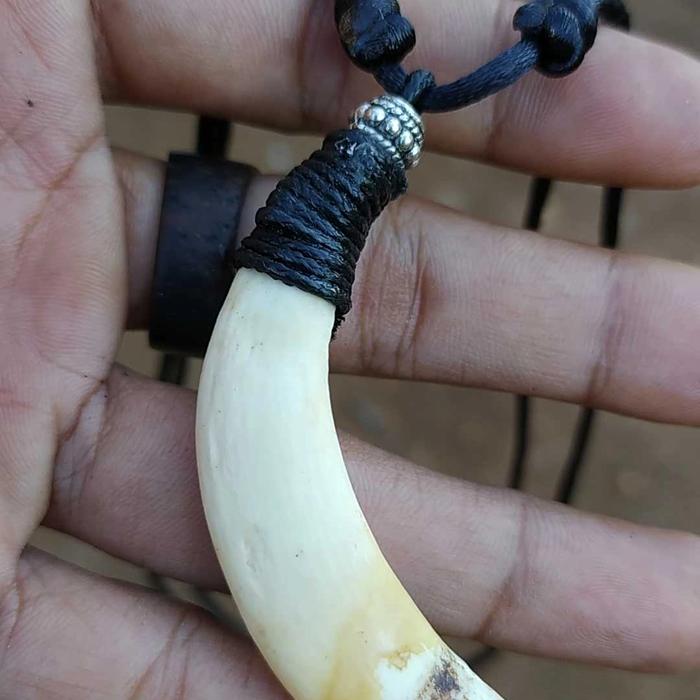 taring babi asli berkwalitas mantab