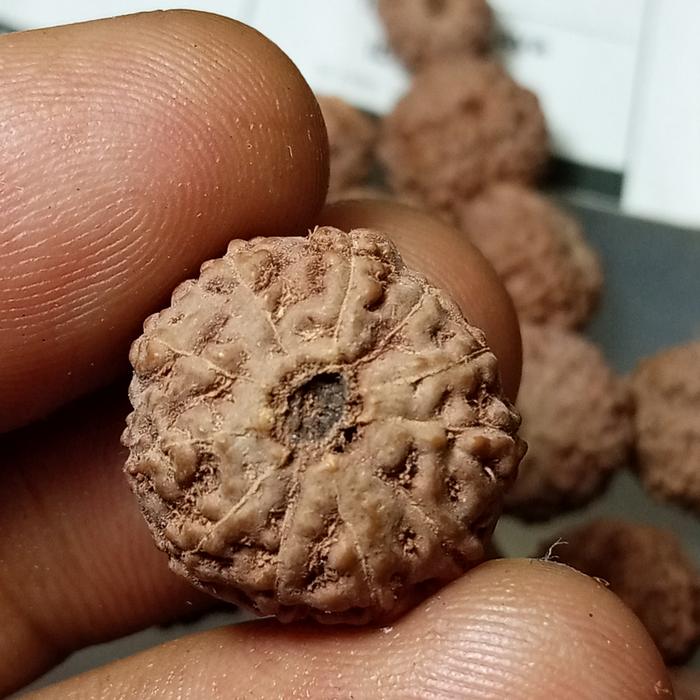 Rudraksha asli mukhi 11