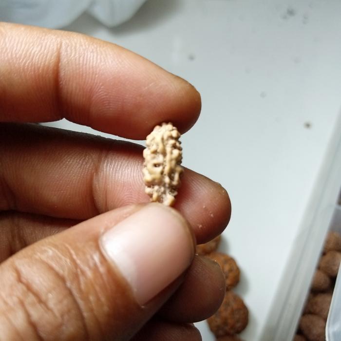 Rudraksha 1 mukhi diameter 14 mm sampai 14,7mm