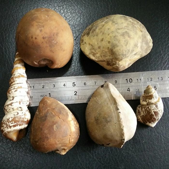 Natural Asli Temuan Alam