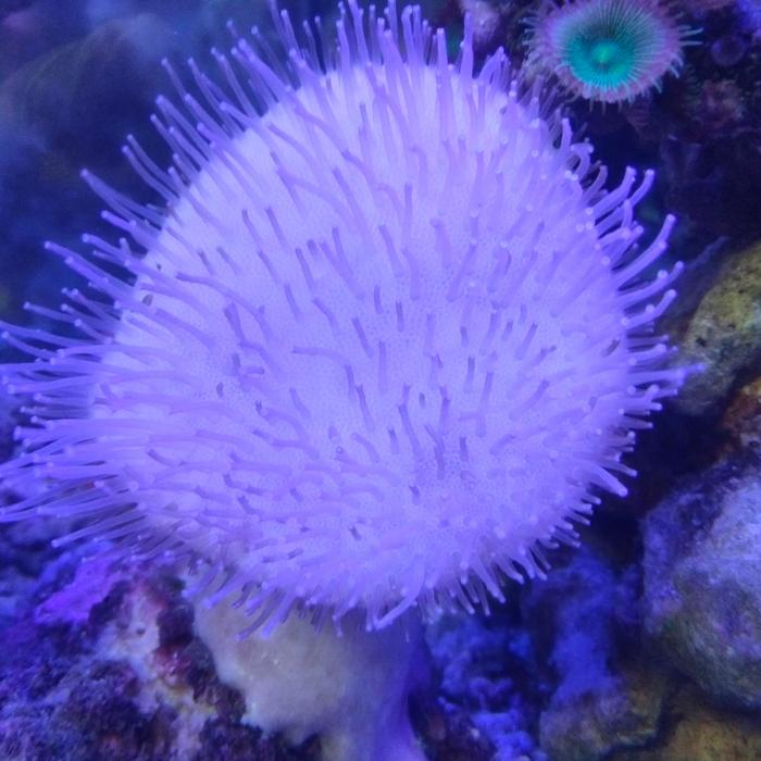 karang payungan coral
