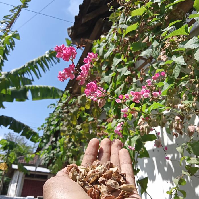 biji bunga air mata pengantin pink 50biji