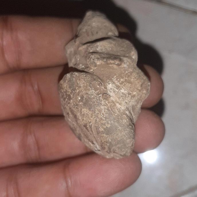 batu fosil kuno unkk batu fosil kepiting