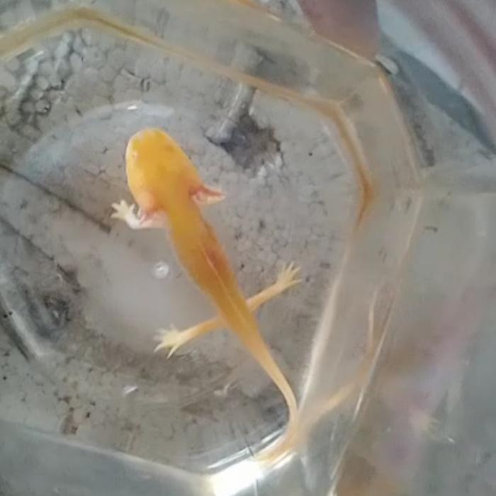 axolotl golden