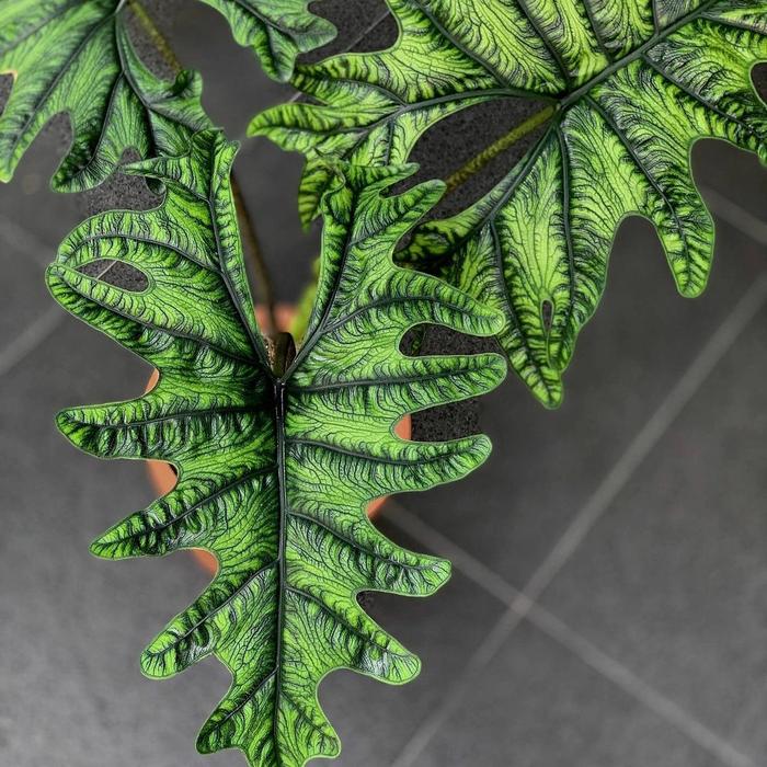 alocasia jacklyn