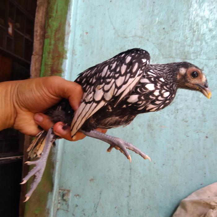 ayam batik itali luak kampus petshop