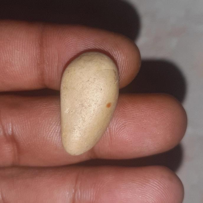 batu fosil biji antik kuno langka