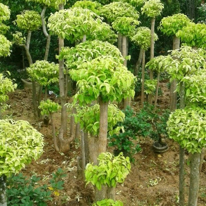 Pohon Bonsai Anting Putri