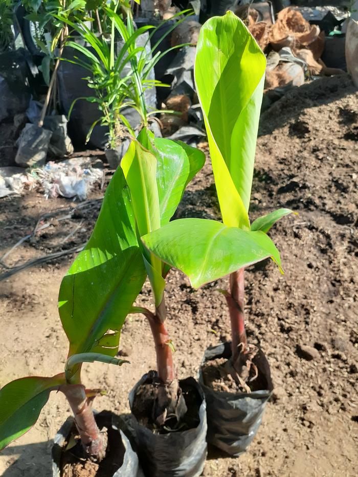 TANAMAN BERBAGAI BIBIT PISANG seperti pisang raja , lavendis, ambon dl
