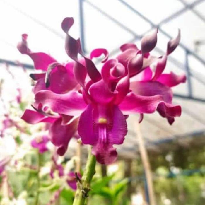 jual anggrek dendro kencono wungu