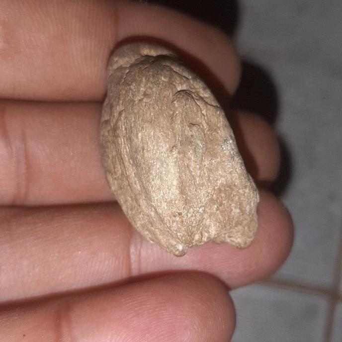 batu fosil gigi hrimau