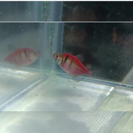 Glofish Purple Skirt Tetra import