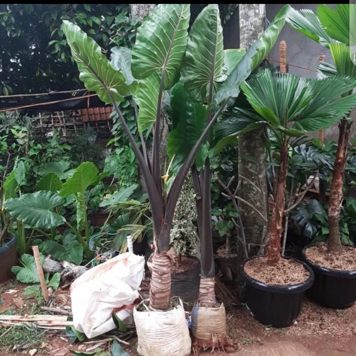 Alocasia Plumbea / sente hitam tinggi 2 meter / keladi bali /gaya bali