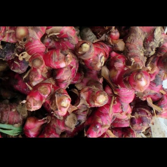 JAHE MERAH MEDAN SUPER SEGAR 1KG