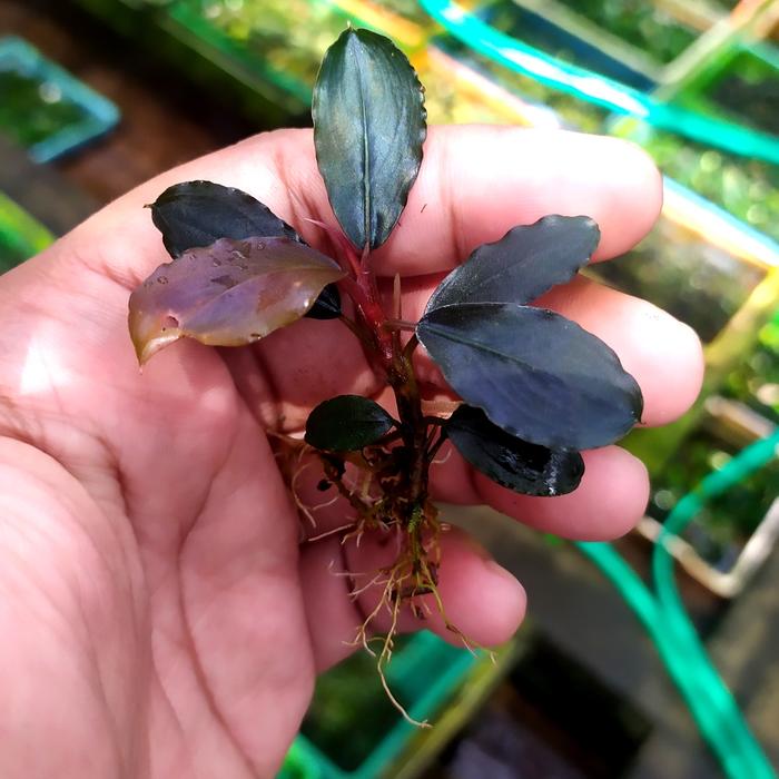 bucephalandra nanga pinoh "elegant blue" rizom