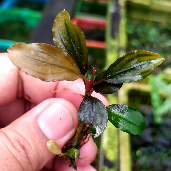 bucephalandra nanga pinoh "tangerine" rizom