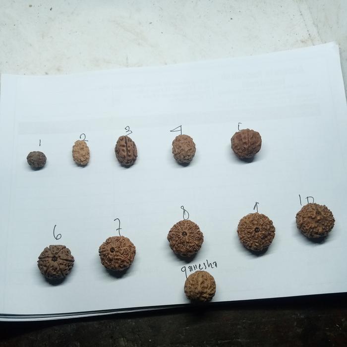 Rudraksha 1 to 10 mukhi original