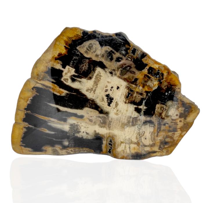 Slice Petrified Wood - Slice Fosil Kayu SL-82