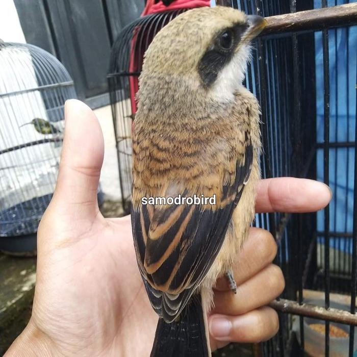 burung pentet anakan blangkon