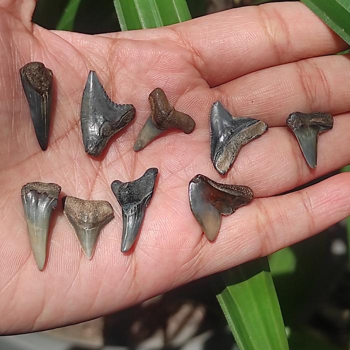 Gigi Hiu Megalodon fosil batu - Fosil Megalodon 3 pcs