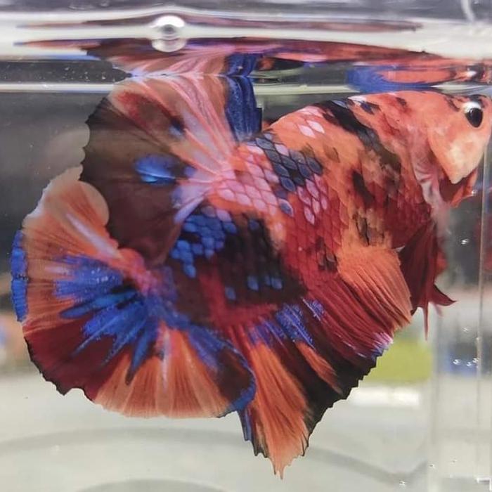 List : Giant Nemo / Multi 2 HM soft Gold 1 HM super red 2