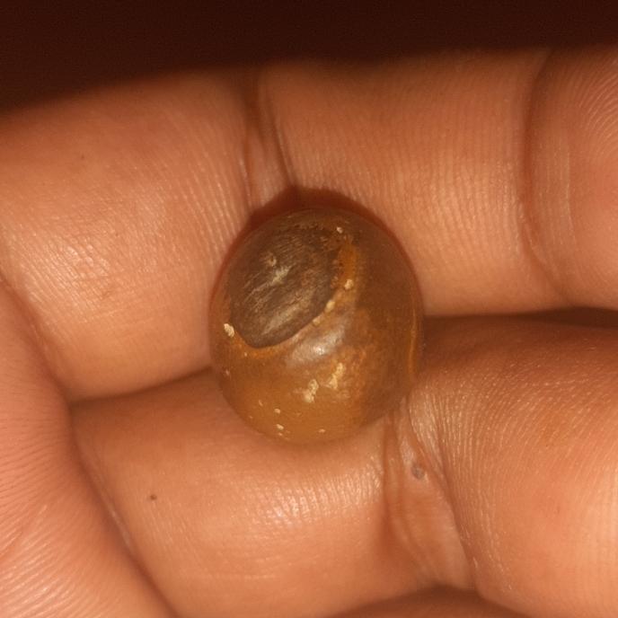 batu mustika ular piton