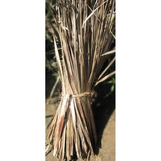 jual daun kelapa kering / blarak/balarak/klari 50pcs