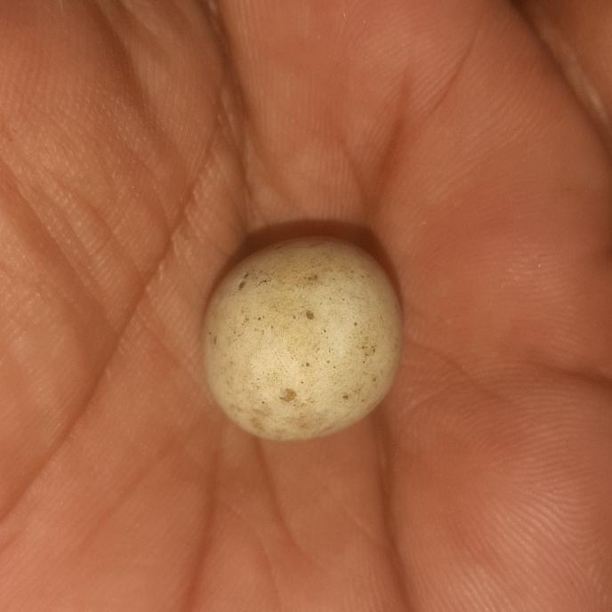 batu mustika telur tkek kuno langka banget