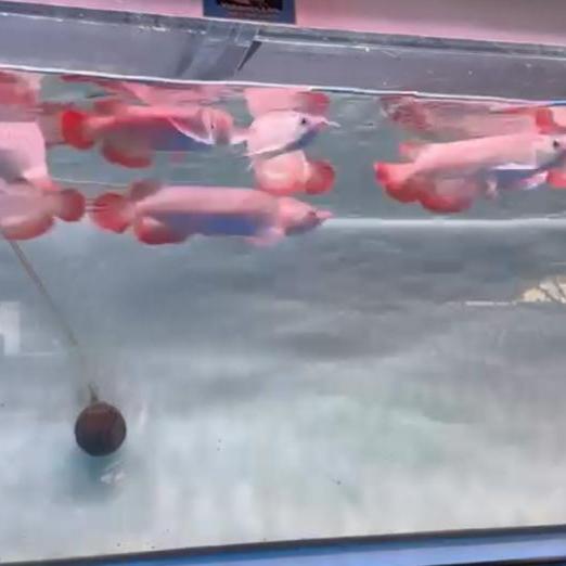 Arowana super red grade A metalik paketan 5 ekor