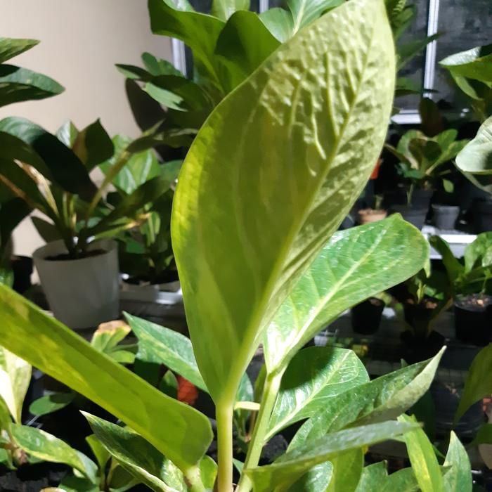anthurium mangkok alexander varigata mewah ( hybrid )