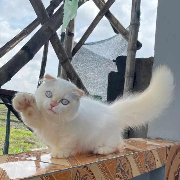 kucing munchkin gaelic fold jantan 5 bulan color point