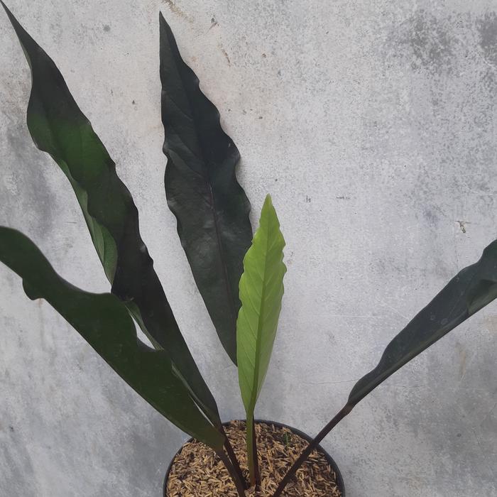 anthurium black maron ( remaja )