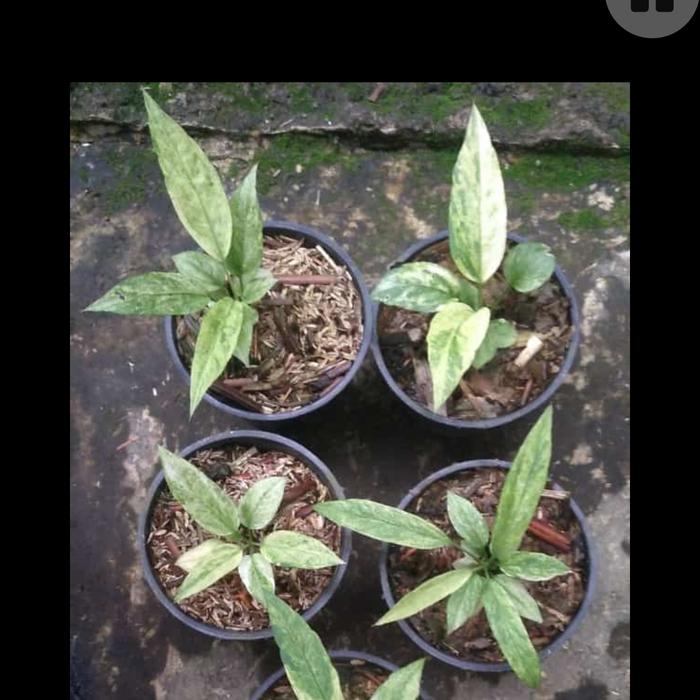 anthurium Dasi varigata mint ( polkadot )