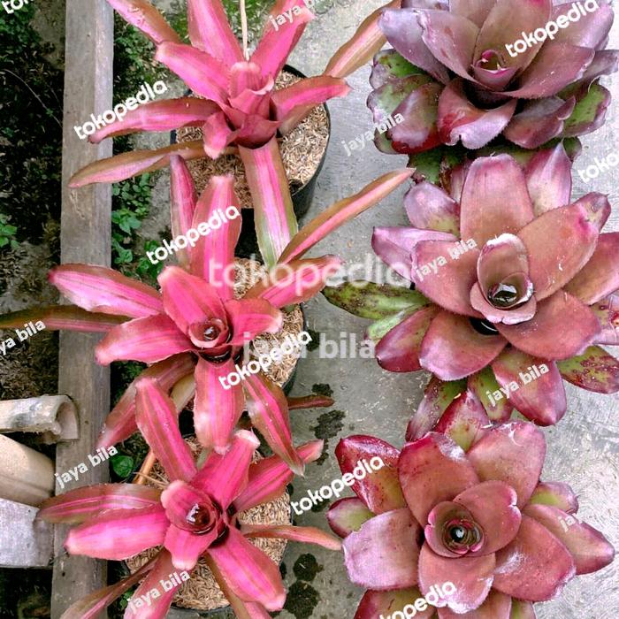 bromelia ungu SM pink