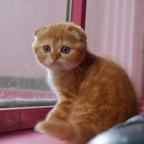 Scottish Fold Jantan Male