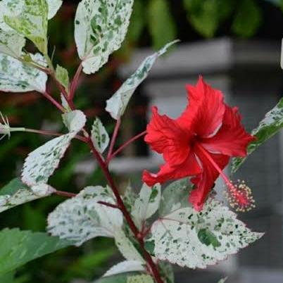 bunga sepatu merah daun varigata