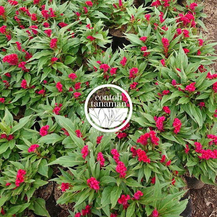 Celosia Cristata Jengger Ayam