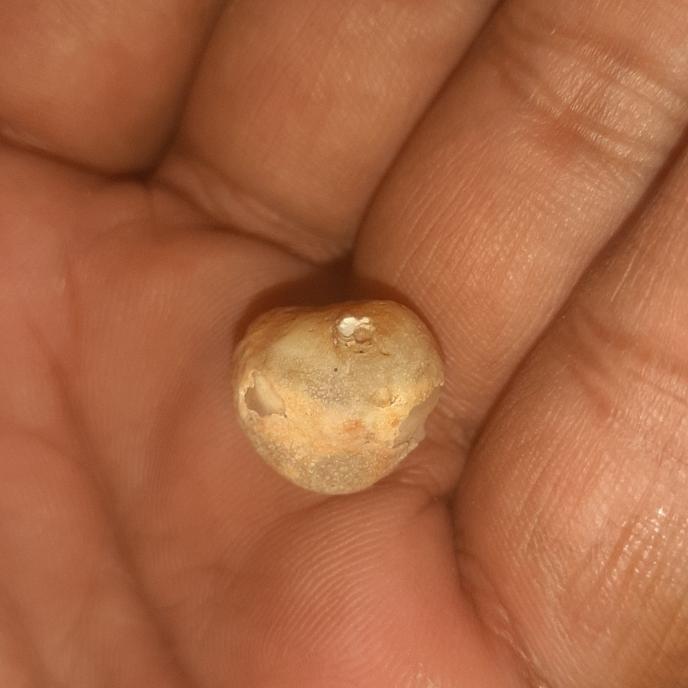 batu mustika keong sokle sangat langka