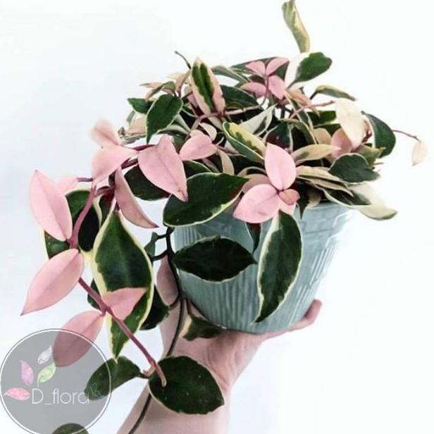 Hoya carnosa Crimson Queen - tanaman gantung hoya carnosa