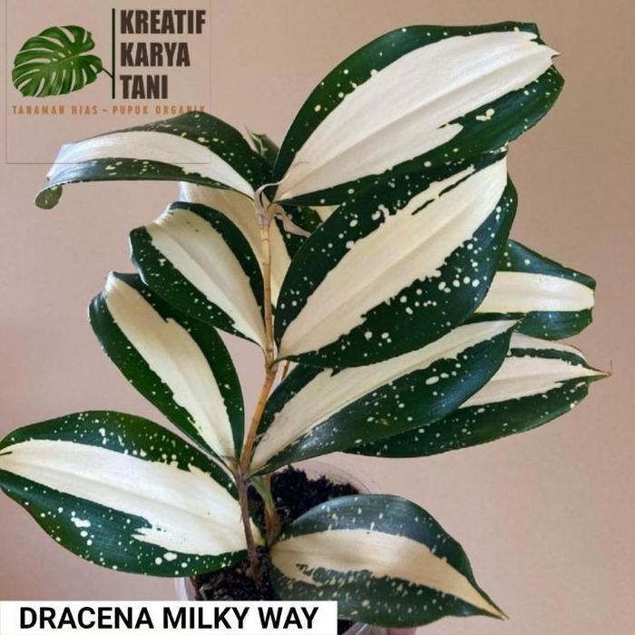 Tanaman hias dracena milky - Dracena milkyway
